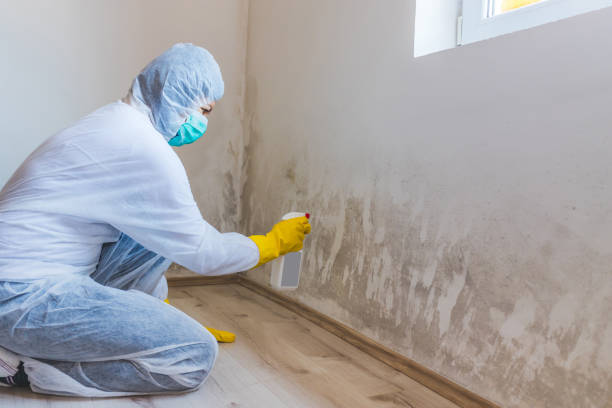 Professional mold removal team in Clarendon Hills